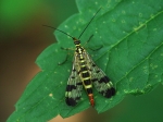 Mecoptera - scorpionflies